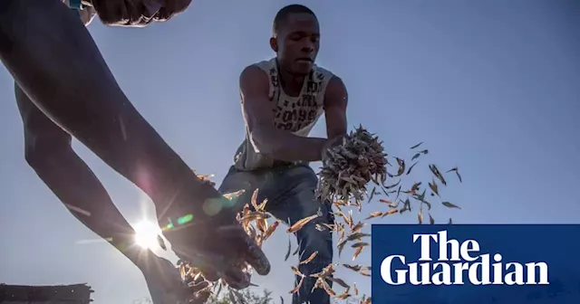 ‘Our only livelihood’: Zimbabwean fishing communities fear for future as stocks dwindle