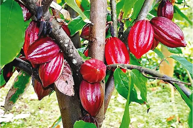 Johnvents processes 5,000MT of cocoa, eyes improved forex earnings