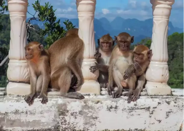 Monkey business: Watch out Constantia, a baboon takeover is underway