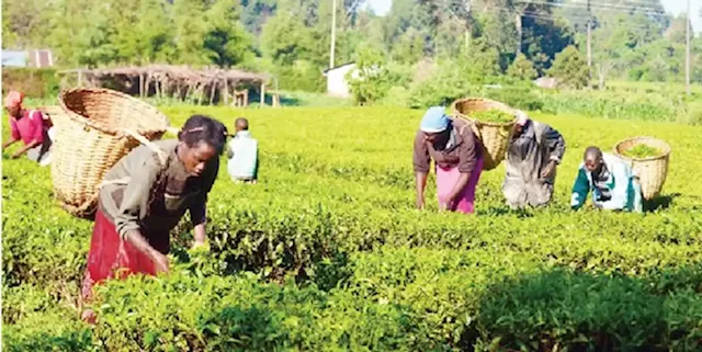 Insecurity: Foreign investment in agric sector tumbles by 99%