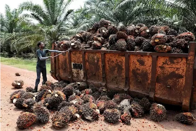 Leave palm oil prices to free market, experts tell Indonesian government