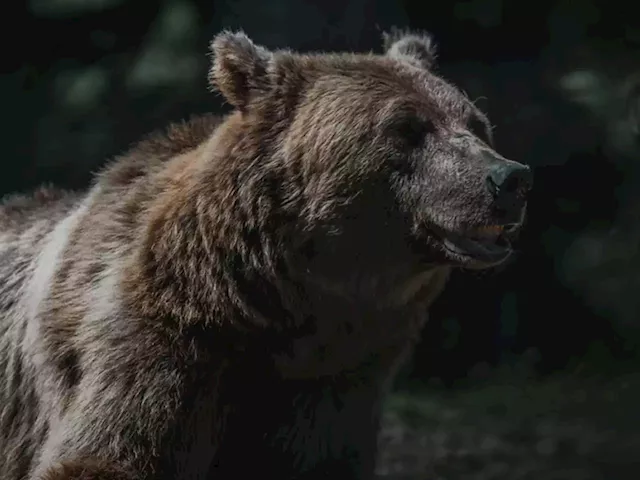 Crypto Bear Market Bottom Might Be Close, Eccentric Indicator Says