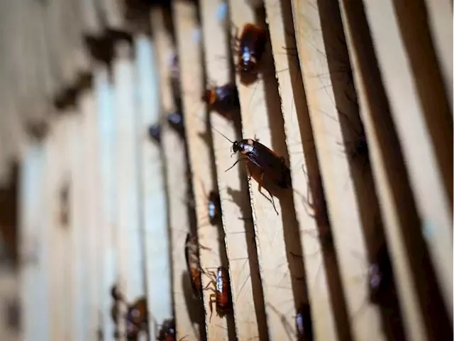 US pest company says it will pay you $2K to release 100 cockroaches in your home and study what happens | Businessinsider