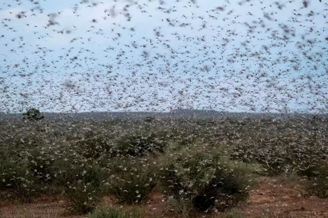 Business Maverick: Paul Allen Institute Helps South Africa Thwart Locust Swarms