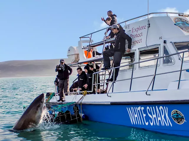 Shark Cage Diving Gansbaai - White Shark Diving Company