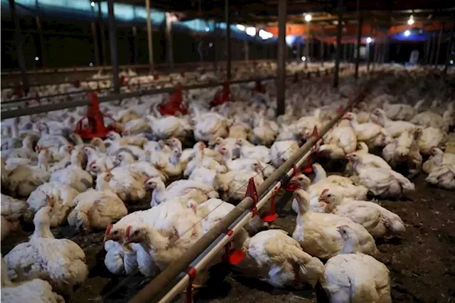 Higher ceiling price provide only 'slight relief' for Malaysia's poultry industry, analysts say