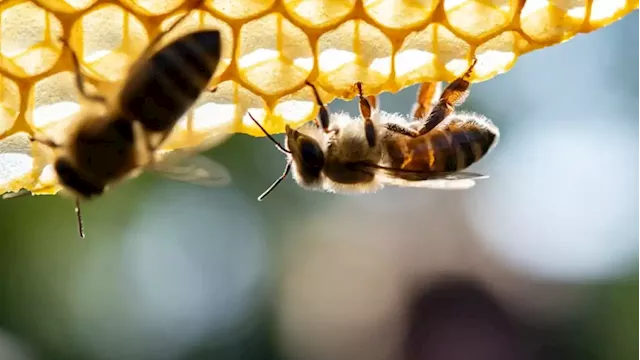 To save its honey industry, Australia is killing bees by the millions