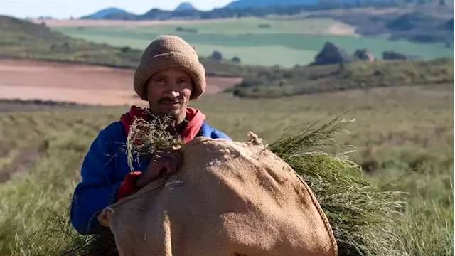 South Africa’s rooibos industry just paid out R12.2 million to the Khoi and San communities | Businessinsider