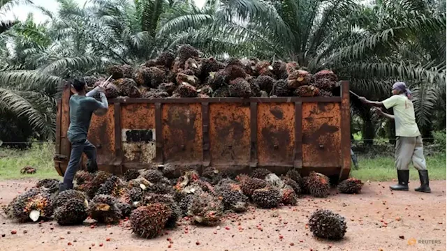 Malaysia end-June palm oil stocks climb to seven-month high as exports drag