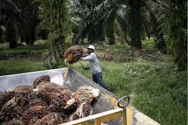 Malaysian Palm Oil Board: CPO stocks up 6.19pc in June 2022