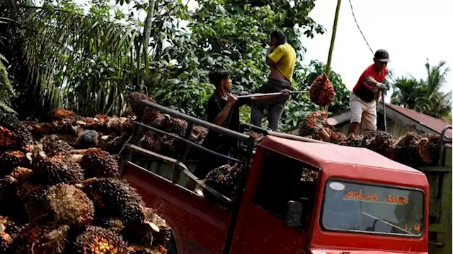 Indonesia palm oil industry urges gov't to ease export curbs as harvest to worsen oversupply