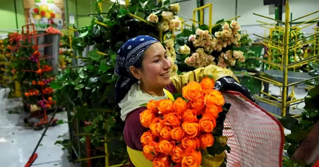 No bed of roses for Ecuador's flower industry