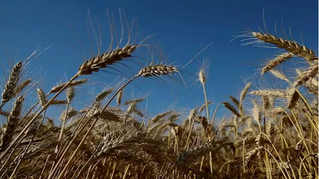 As Ukraine grain deal emerges, US aims to ease concerns over Russia sanctions - SABC News - Breaking news, special reports, world, business, sport coverage of all South African current events. Africa's news leader.