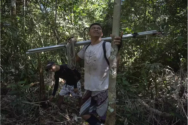 The risky business of Amazonian tree climbers