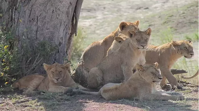 Pride of six lions euthanised after attacking livestock - SABC News - Breaking news, special reports, world, business, sport coverage of all South African current events. Africa's news leader.