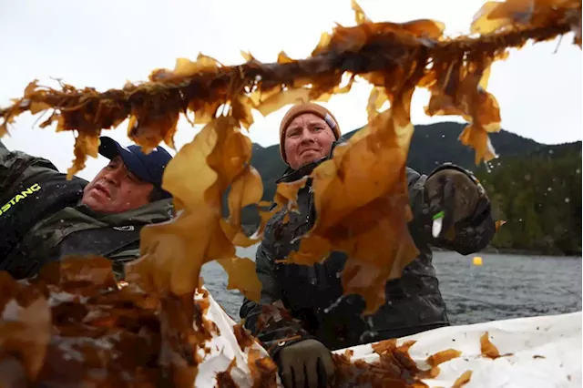 Is kelp a climate solution? This B.C. company says its seaweed can help cut methane emissions