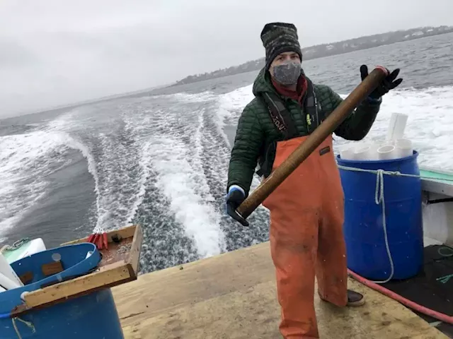 Maine company with big plans for using seaweed to soak up carbon draws scrutiny