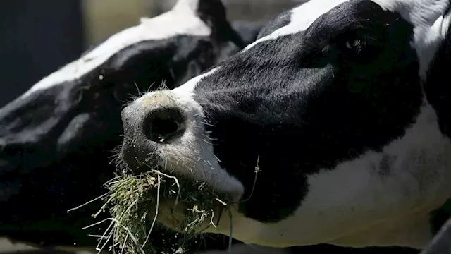 Foot and mouth disease would ‘absolutely decimate’ Australia’s livestock industry