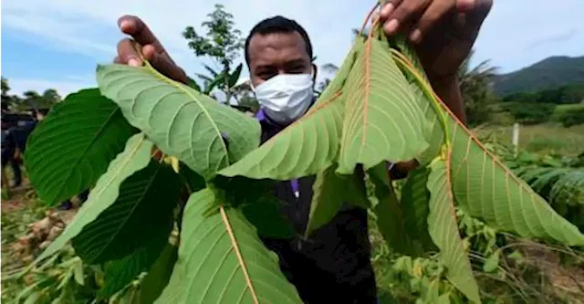 Main committee set up for development of cannabis, ketum industry: KJ