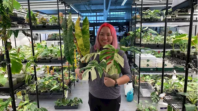 Toronto woman opens online business in Detroit selling the world's rarest plants