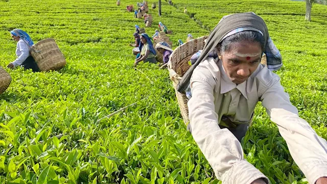 Sri Lanka's tea industry has survived world wars and global depressions - but now it's really in jeopardy