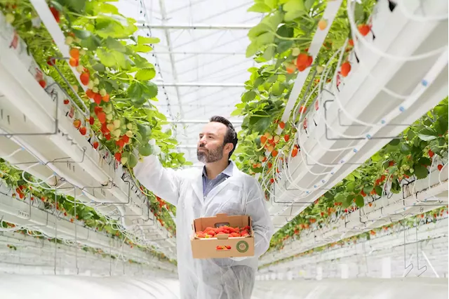 How One Company Uses Technology to Grow Tomatoes in the Desert