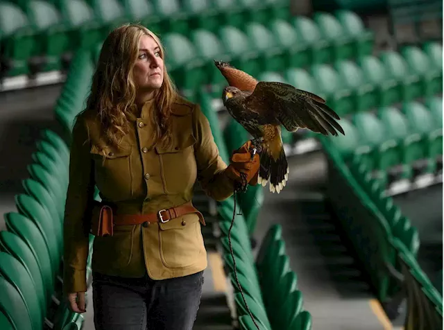 My hawks keep pigeons out of Wimbledon matches. This is how my family business stops a problem plaguing the Grand Slam. | Businessinsider