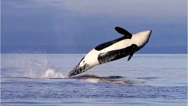 Dwindling salmon stocks mean endangered B.C. orcas are going hungry, researchers say