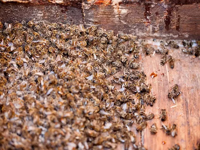 Australia is exterminating tens of millions of bees to save its honey industry | Businessinsider