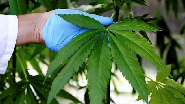 TUT, CSIR establish research hub to support medical cannabis industry - SABC News - Breaking news, special reports, world, business, sport coverage of all South African current events. Africa's news leader.