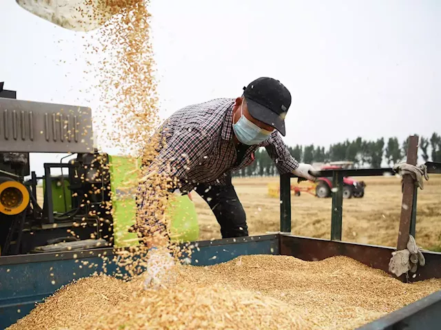 Chinese real-estate developers are accepting wheat and garlic for deposit payments as market slumps | Businessinsider