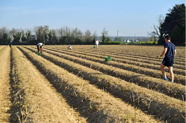 British farmers investing less, switching crops as soaring fertilizer costs upend business plans - BusinessWorld Online