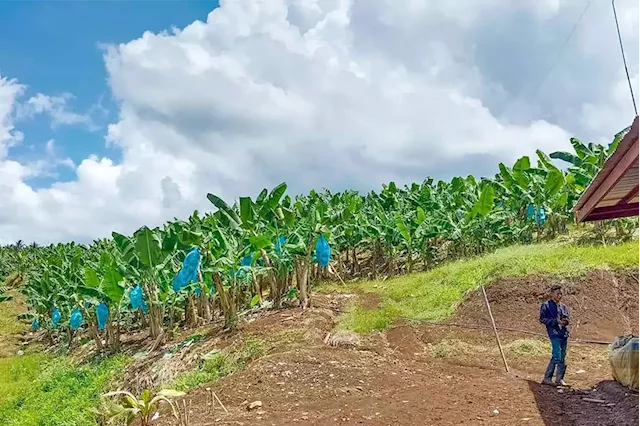 3 companies invest P468M for banana plantation in former Maguindanao conflict zone - BusinessWorld Online