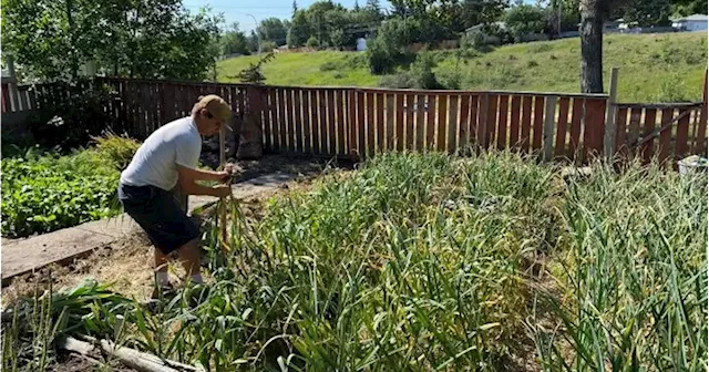 Neighbours provide ‘awesome’ support for Calgary man’s urban farming business - Calgary | Globalnews.ca