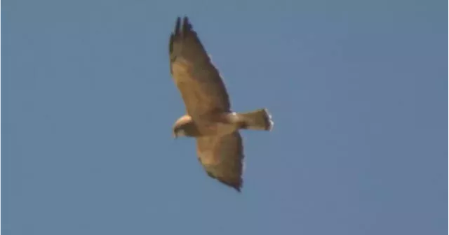 Employees at Calgary business keeping an eye on the sky after hawk attack | Globalnews.ca