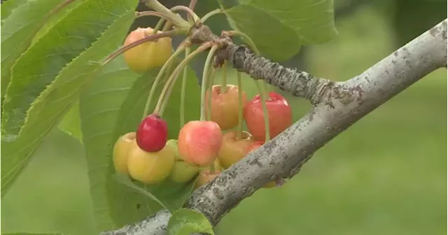 More B.C. cherries headed to South Korean market | Globalnews.ca