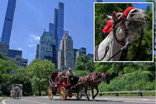 Everything you need to know about NYC’s horse and carriage industry