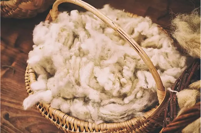 Clock ticking to save SA wool industry from Chinese import ban | Fin24