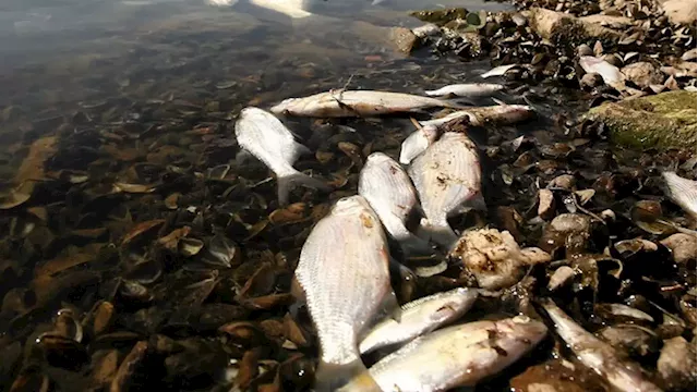 Germany and Poland search for cause of mass fish die-off in river Oder - SABC News - Breaking news, special reports, world, business, sport coverage of all South African current events. Africa's news leader.