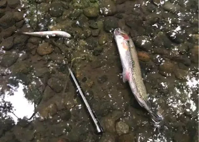 Victoria company fined $11,000 for fouling creek, killing fish