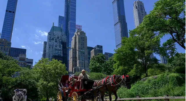 Group calls for cruelty probe into NYC’s horse carriage industry