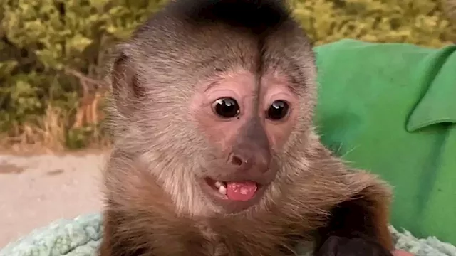 Monkey business behind 911 call from California zoo