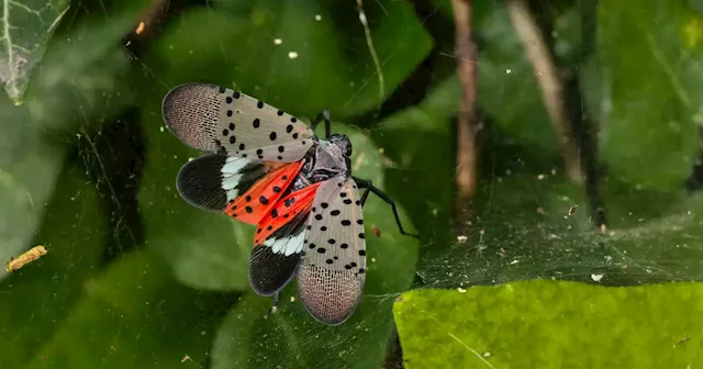 An invasive insect is threatening the destruction of a major Ontario industry