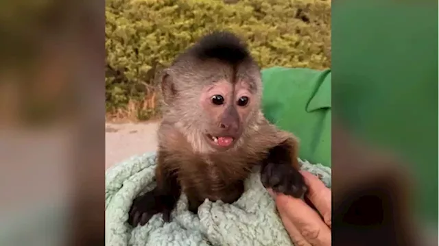 Monkey business behind 911 call from California zoo