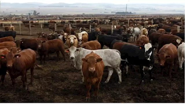 Suspension of cattle movement will negatively affect small-scale farmers: AgriSA - SABC News - Breaking news, special reports, world, business, sport coverage of all South African current events. Africa's news leader.