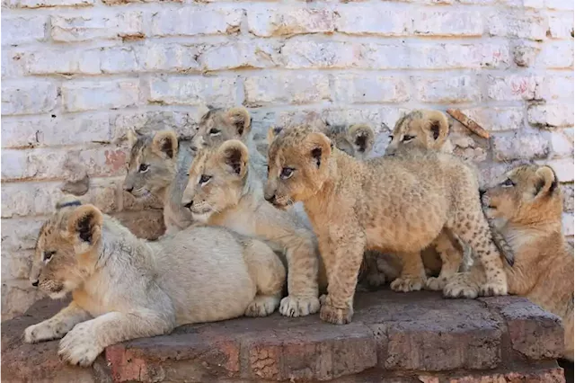 Blood Lions says Creecy's task team will help bring end to captive lion industry | The Citizen