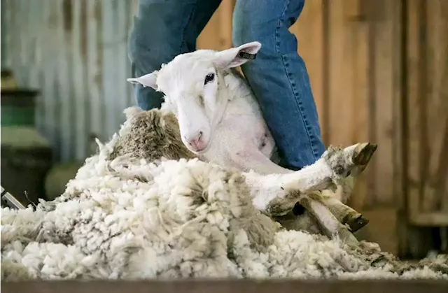 South Africa’s wool industry has bled over R700 million since China’s sick sheep ban | Businessinsider