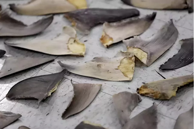 Feds target U.S. companies caught in lucrative shark fin trade