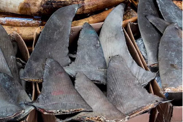 Feds Target US Companies Caught In Lucrative Shark Fin Trade