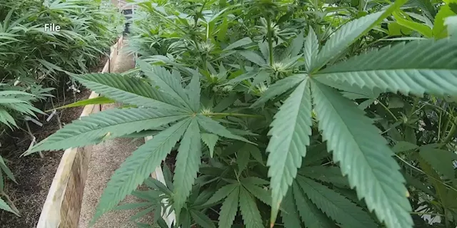 UPDATE: Mississippi on track to have medical marijuana industry up and running by year’s end